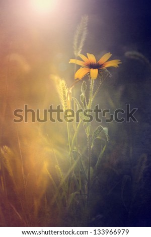 Vintage flower. Photo of yellow wild flower with grunge old paper texture.