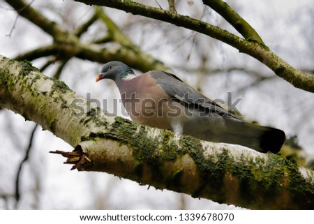Portrait of dove bird on the branch. Photography of nature and wildlife.