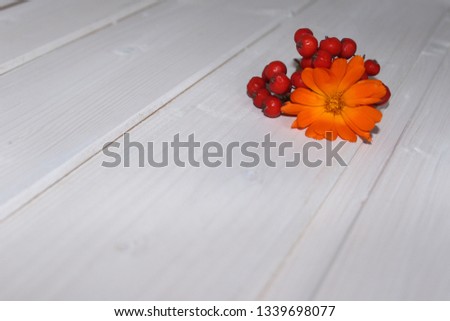 small red fruits Rowans and marigold flower on a white wood texture backgrounds 