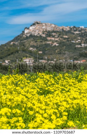 Hilltop Medieval Village in Southern Italy with Yellow Wildflowers in the Foreground
