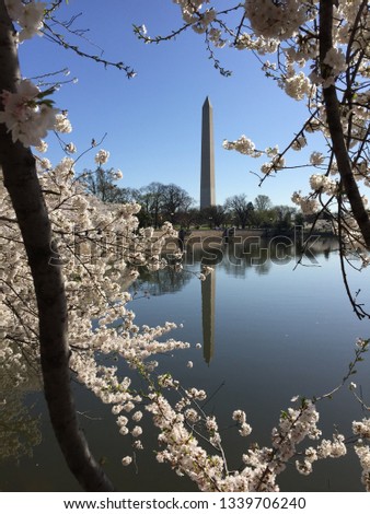 View of the Washington Monument through cherry blossoms