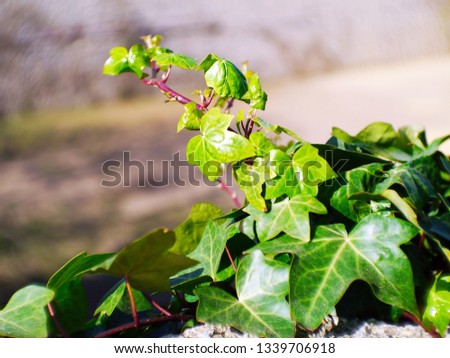 Hedera, commonly called ivy, is a genus of the family Araliaceae.