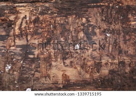   Old wood eaten by bark beetle background                              