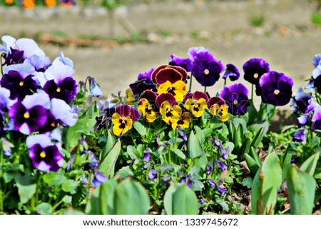 Spring flowerbed in german park. Orange  and purple heartsease. Bright floral background. Selected focus.
