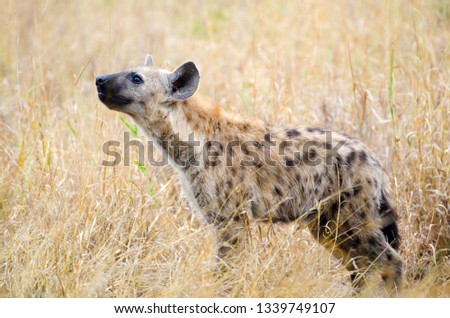 Spotted Hyena Sensing the Air, Kruger National Park, South Africa