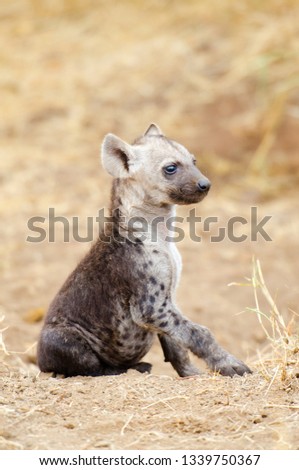 A Young Spotted Hyena sitting pose, Kruger National Park, South Africa