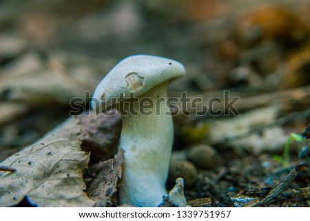 Macro white mushroom