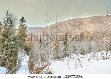 frosty morning in winter snow covered forest 