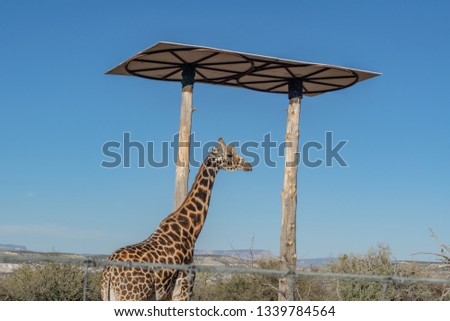Shot of an African giraffe. It is a beautiful creature with a nice pattern on it's fur.