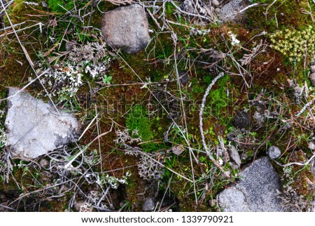 Moss with stones 