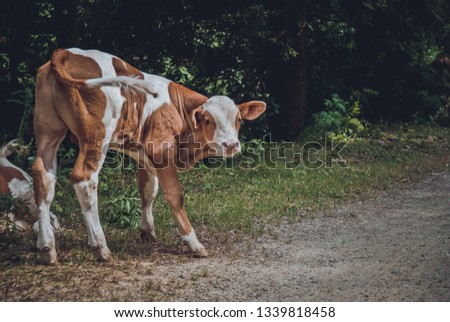 Rural cow portrait 