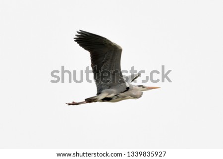 Grey Heron (Ardea cinerea) in flight isolated on a white background 