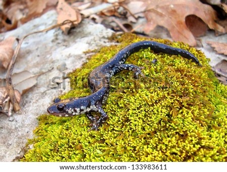 Chattahoochee Slimy salamander, Plethodon chattahoochee, on moss near a mountain spring