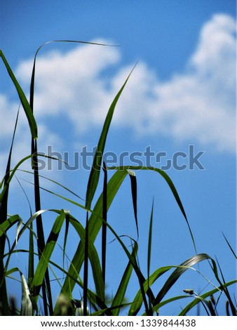 Grass with the background of the sky