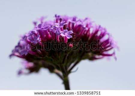Delicate pink, purple and mauve verbena floret with hairy stem stands in sharp focus in front of the whole verbena head.  Pale blue sky provides uniform background