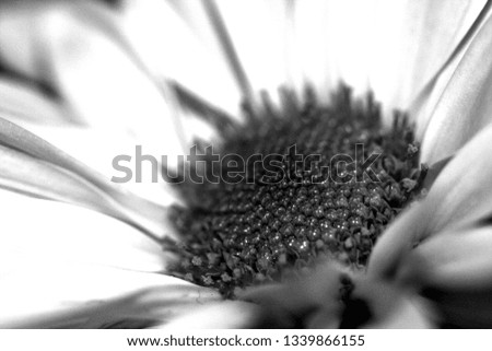 Black and White Image of Daisy Flower