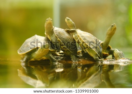 chinese stripe necked turtle