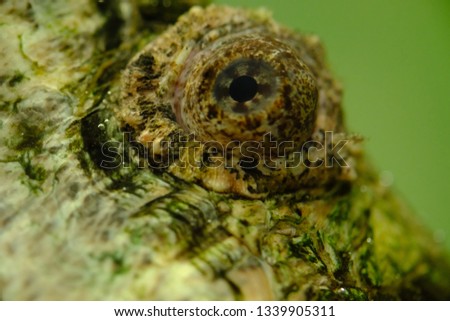 Skin of alligator snapping turtle