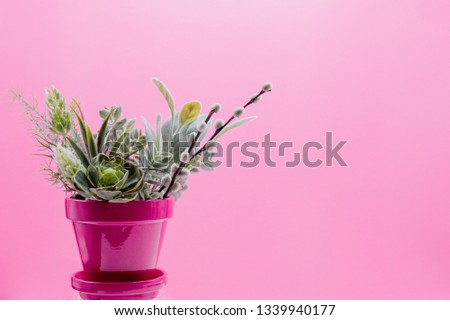 Bright pink pot of succulent greens and stems on pink background with space for copy