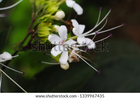 white flower and green leaf in a plant