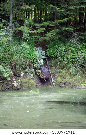 Wild beaver in a pond in northern Ontario  Canada 