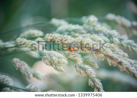 Macro close-up of lady bugs on white flowering plant