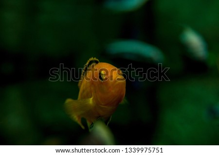 Small yellow aquarium fish. Labidochromis gallow or dwarf cichlid Royalty-Free Stock Photo #1339975751