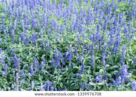 Beautiful lavender flowers in the garden