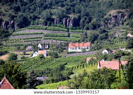 Rows or lines of a hungarian vineyard in Somlo. Somlo hill with traditional Hungarian homes with a red roof in the background