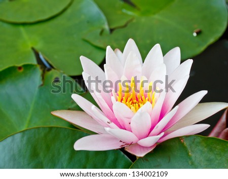 beautiful pink waterlily in a tropical garden