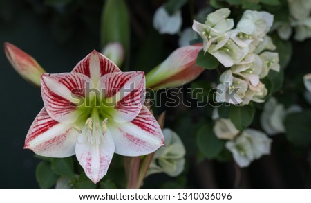 Beautiful blooming lily flowers. Lilium. Azucena.