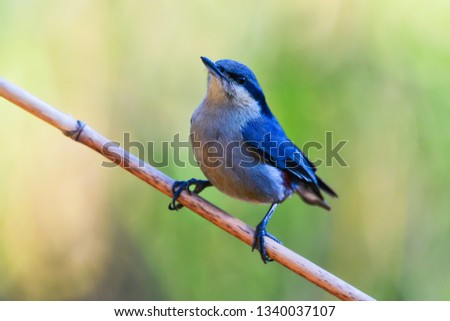 Chestnut vented Nuthatch Royalty-Free Stock Photo #1340037107