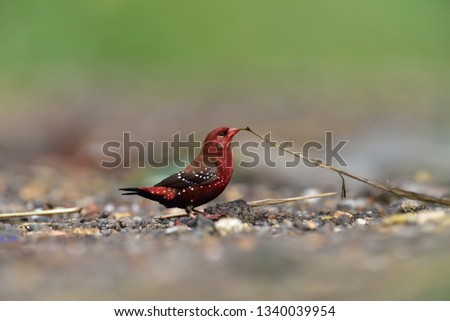 Red avadavat, munia or strawberry finch (Amandava amandava)