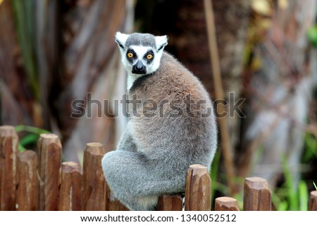Lemur in a reserve, Australia