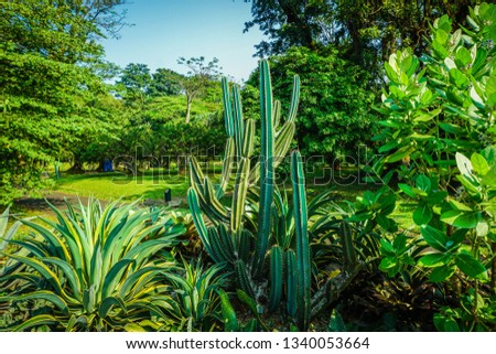a cactus in middle of green tree and plant on tropical places in bogor indonesia Royalty-Free Stock Photo #1340053664