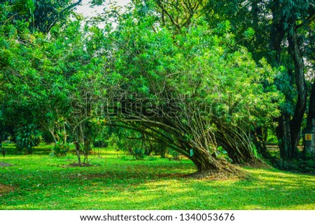 pleomele agave tree with name board on the trunk with green leaf and grass in bogor indonesia Royalty-Free Stock Photo #1340053676