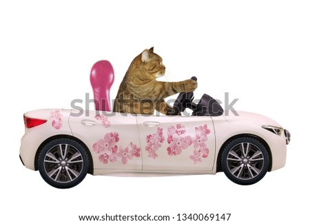 The cat drives a car painted with beautiful pink flowers. White background. Isolated.