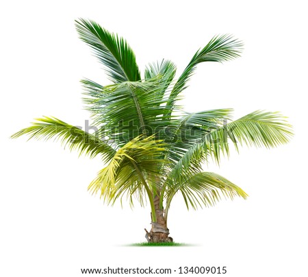 Young palm tree isolated on white background