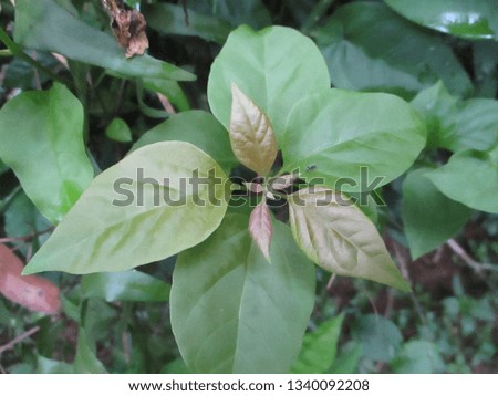 Green Leaf - image