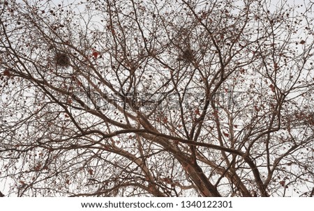 Bare tree branches with some bird nests, white sky in background. 