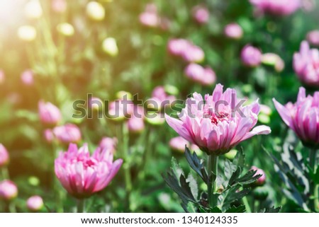 ฺBlurred pink Chrysanthemum flower in the garden , abstract background 