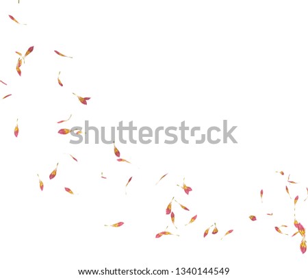 Orchid petals fly in a circle. The center free space for Your photos or text. Isolated white background
