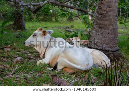 White cow and calf grazing and lying in field. Cattle farm concept. Rural domestic animals. Cow and cute foal at countryside. Holy indian animals. Animal motherhood and care concept.