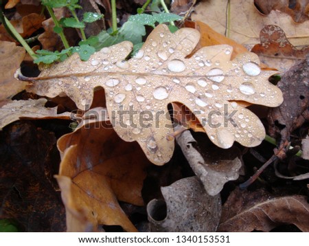 Macro photo Autumn Nature Photography. Yellow leaf of oak lies on the grass. Stock photo old leaf with rain drops