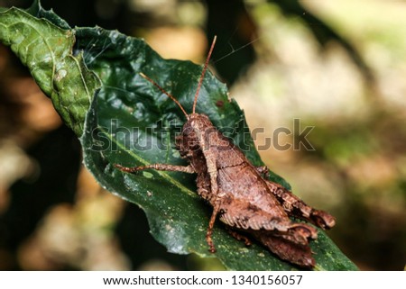 wisconsin grasshopper on a leaf , macro ,Short-horned grasshopper