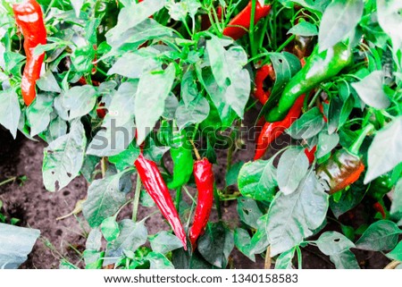 pictured in the photo RED HOT PEPPER IN THE GARDEN SUMMER DAY