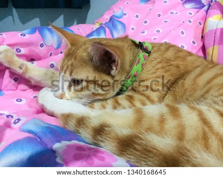 Thai orange cat