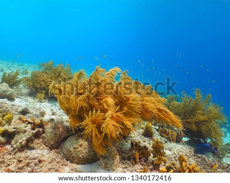 Vivid colorful reef with fish in the azure ocean. Underwater photography, snorkeling on the coral reef. Shallow sea with sun and corals. Tropical seascape photo.