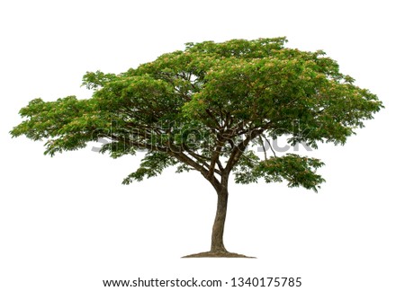 Big tree isolated on white background with clipping paths for garden design.Tropical species found in Asia.