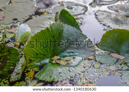 Picture of a white lotus leaf in the water with white lotus flower